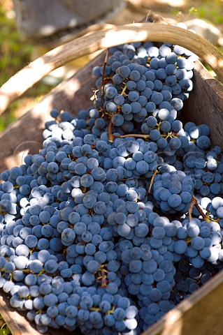 Basket of harvested Merlot grapes in vineyard of Chteau HautBrion Pessac Gironde France   PessacLognan  Bordeaux