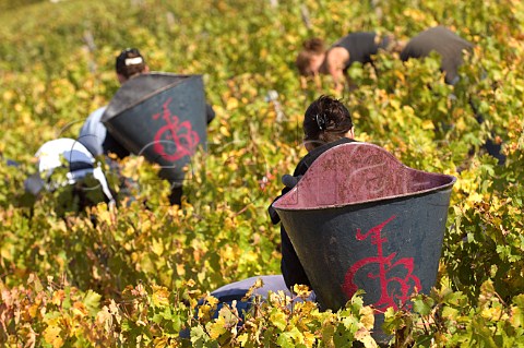 Picking Merlot grapes in vineyard of Chteau HautBrion Pessac Gironde France  PessacLognan  Bordeaux