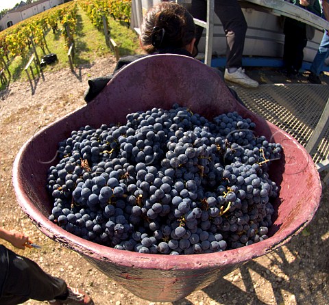 Hod carrier with Merlot grapes in vineyard of Chteau HautBrion Pessac Gironde France  PessacLognan  Bordeaux