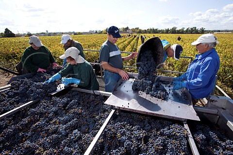 Sorting harvested Merlot grapes in vineyard of Chteau HautBrion Pessac Gironde France   PessacLognan  Bordeaux