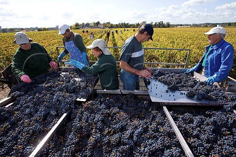 Sorting harvested Merlot grapes in vineyard of Chteau HautBrion Pessac Gironde France   PessacLognan  Bordeaux