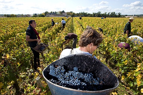 Picking Merlot grapes in vineyard of Chteau HautBrion Pessac Gironde France  PessacLognan  Bordeaux
