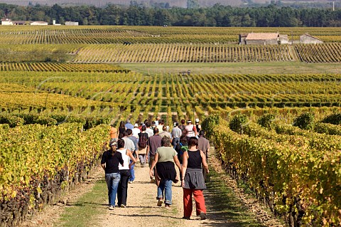 Pickers walking through vineyards of Chteau dYquem Sauternes Gironde France Sauternes  Bordeaux