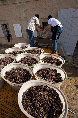 Harvested Semillon grapes arrive at Chteau dYquem Sauternes Gironde France  Sauternes  Bordeaux