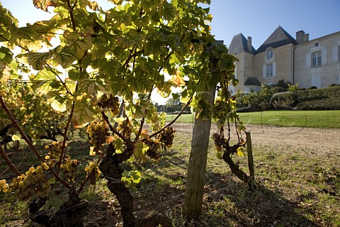 Botrytised Semillon grapes in vineyard of Chteau dYquem Sauternes Gironde France  Sauternes  Bordeaux