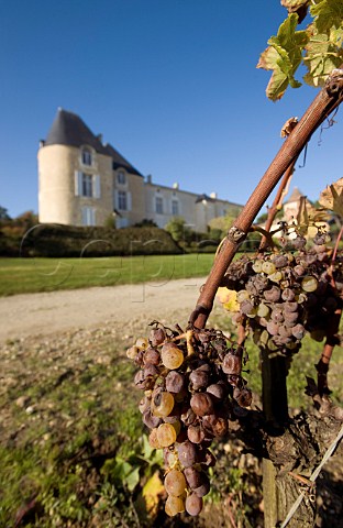 Botrytised Semillon grapes in vineyard of Chteau dYquem Sauternes Gironde France  Sauternes  Bordeaux