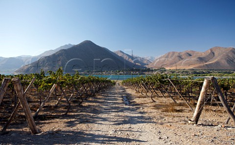 Syrah vineyard of Via Falernia by the Elqui River Chile  Elqui Valley