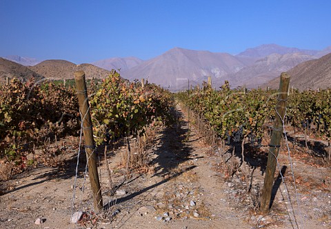 Syrah vineyard of Via Falernia in the Elqui Valley Chile  Elqui Valley