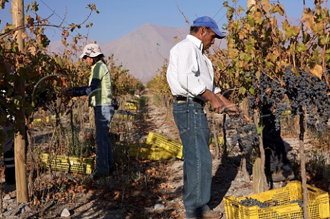Harvesting Syrah grapes in vineyard of Via Falernia in the Elqui Valley Chile  Elqui Valley