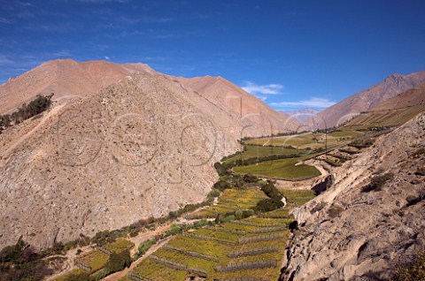 Vineyards in the Elqui valley with the town of Pisco in the distance Chile  Elqui Valley