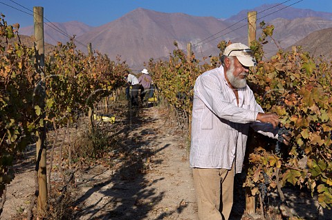 Harvesting Syrah grapes in vineyard of Via Falernia in the Elqui Valley Chile   Elqui Valley