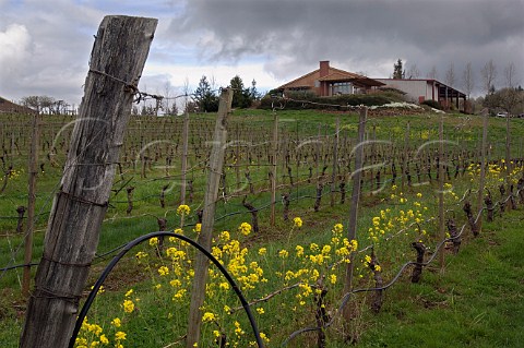 Spring Mustard flowers in vineyard at Bethel Heights Winery  Salem Oregon USA  Willamette Valley