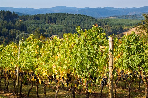 Pinot Noir vines in Roosevelt Vineyard of Elk Cove  Gaston Oregon USA  Willamette Valley