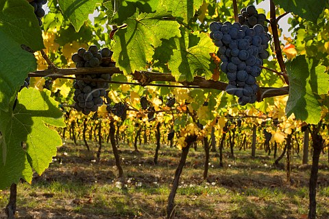 Pinot Noir vines in Roosevelt Vineyard of Elk Cove  Gaston Oregon USA  Willamette Valley