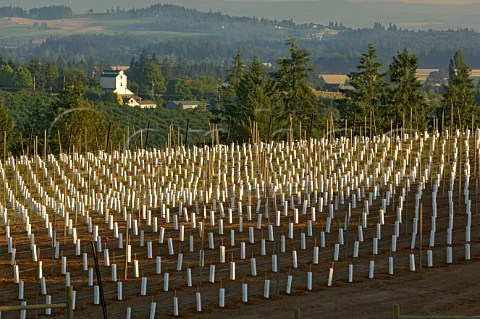 Newly planted Pinot Noir vines at Ponzi Vineyard Mountain Home Road  Sholls Oregon USA  Willamette Valley