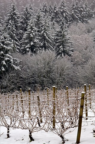 Snow covered Tannehill Vineyard  Sherwood Oregon USA  Willamette Valley