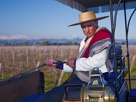 Luchito a Huaso coach driver in vineyards of Viu Manent Colchagua Valley Chile