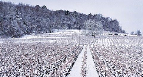 Snow blankets a vineyard at Verzy on the Montagne de Reims Marne France Champagne