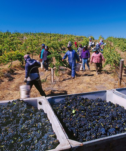 Harvesting Pinot Noir grapes in La Rinconada vineyard of Sanford   Buellton Santa Barbara Co California      Santa Rita Hills AVA  Santa Ynez Valley AVA