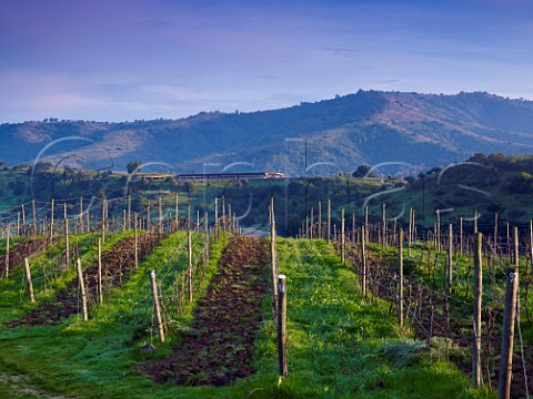 Syrah vineyard of Matetic in winter with  winery beyond   San Antonio Valley Chile Rosario Valley