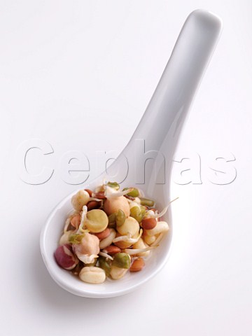 Mixed bean sprouts in a spoon on a white background