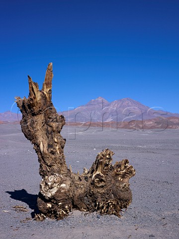 Dead tree with Tumisa mountain behind at over 4000 metres altitude in the Atacama Desert Chile