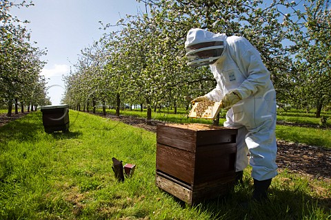 Beekeeper checking his honey bees and bee hives in a cider apple orchard Sandford  North Somerset England