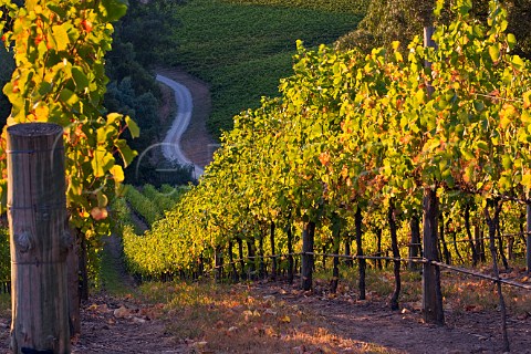 Pinot Noir vines in Summertown vineyard of Tapanappa on Mount Bonython  Summertown South Australia  Adelaide Hills