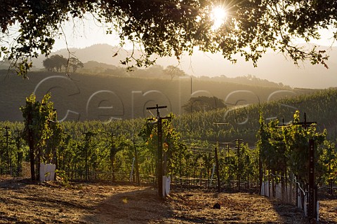 Sunrise over vineyard of Kunde Estate Kenwood Sonoma Valley California