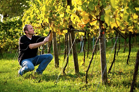 Rainer Christ winemaker checking Grner Veltliner grapes in his Gabrissen Vineyard Bisamberg Stammersdorf Vienna Austria