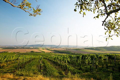 Vineyards near SeefeldKadolz Niedersterreich Austria Weinviertel