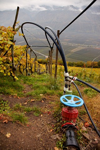Irrigation pipes in vineyard of the Cantina Terlano cooperative above the   Adige Valley at an altitude of around 450 metres   Terlano Alto Adige Italy  Alto Adige  Sdtirol