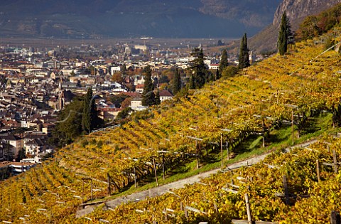 Vineyards on the steep hillside above Bolzano Alto Adige Italy    Santa Maddalena Classico DOC