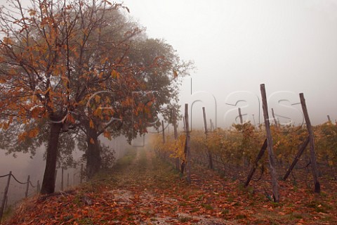 Fallen leaves in the Schwarhof vineyard of Loacker on a misty autumn morning    Bolzano Alto Adige Italy   Santa Maddalena Classico