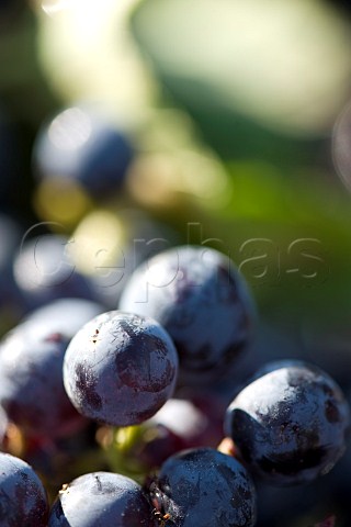 Closeup of grapes harvested in vineyards of Chteau FrancPourret Saintmilion Gironde France  Stmilion  Bordeaux