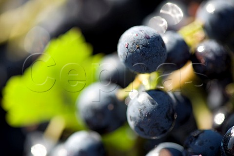 Merlot grapes in vineyard of Chteau FrancPourret Saintmilion Gironde France  Stmilion  Bordeaux
