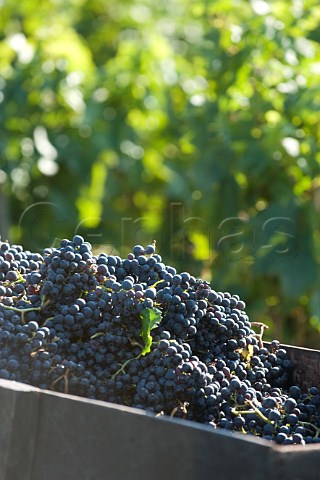 Harvest in vineyards of Chteau FrancPourret Saintmilion Gironde France  Stmilion  Bordeaux