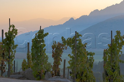 Syrah vines in Errazuriz Don Maximiano Vineyard Panquehue Chile  Aconcagua Valley