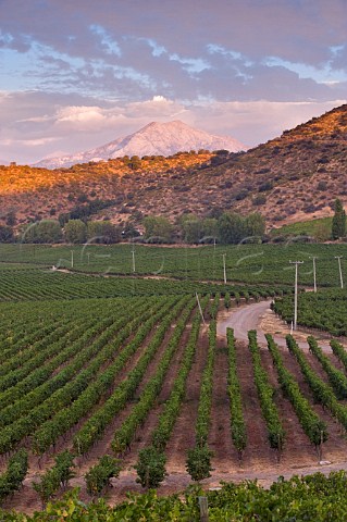 Chardonnay vineyards of Haras de Pirque Pirque Maipo Valley Chile  Maipo Valley