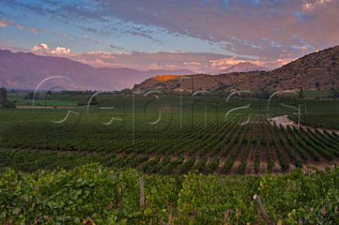 Chardonnay vineyard of Haras de Pirque Pirque Maipo Valley Chile  Maipo Valley