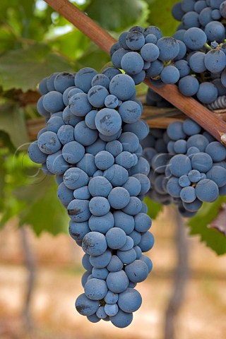 Cabernet Sauvignon grapes in vineyard of Haras de Pirque Pirque Maipo Valley Chile  Maipo Valley