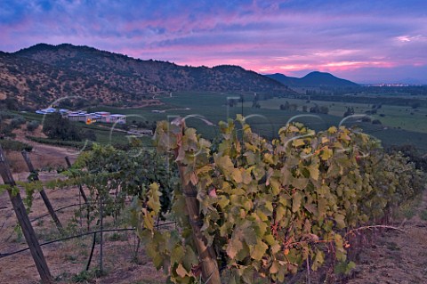 Syrah vineyard of Haras de Pirque Pirque Maipo Valley Chile  Maipo Valley