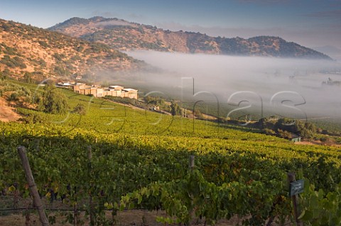 Early morning mist over Syrah vineyards of Haras de Pirque vineyards Maipo Valley Chile  Maipo Valley