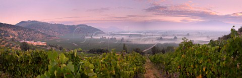 Early morning mist over vineyards of Haras de Pirque with Syrah vines in the foreground Pirque Maipo Valley Chile  Maipo Valley
