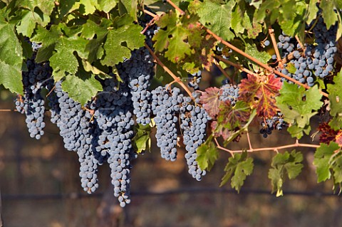 Cabernet Sauvignon grapes in vineyard of Haras de Pirque Maipo Valley Chile  Maipo Valley
