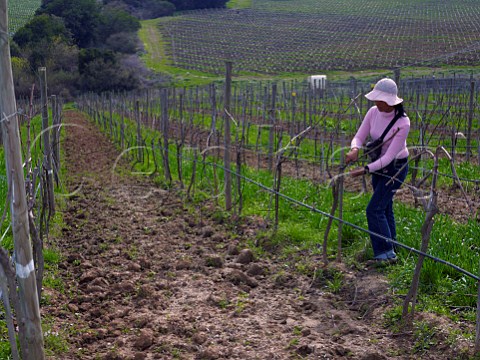 Woman pruning Syrah vines in vineyard of Matetic San Antonio Valley Chile