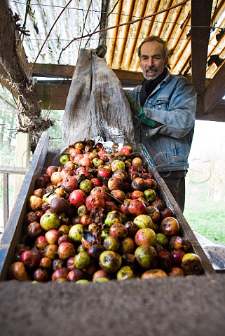 Dr Hugh Tripp pours apples into the scratter to be pulped Pennard Organic Cider and Wine Avalon Orchard East Pennard Somerset England