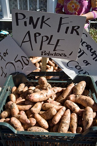Pink Fir Apple Potatoes in a farmers market at Thornbury Gloucestershire England