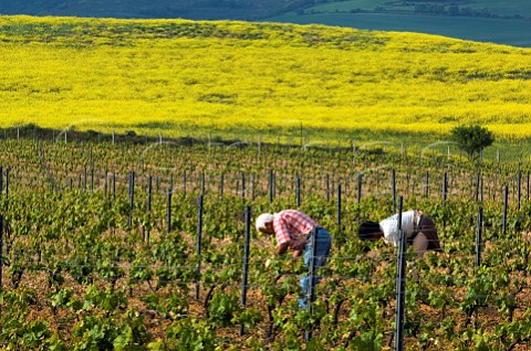 Spring maintenance in vineyard near Elvillar Alava Spain  Rioja Alavesa