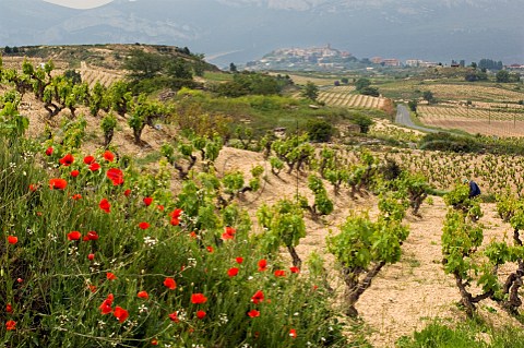 Spring poppies by vineyard near Laguardia Alava Spain   Rioja Alavesa